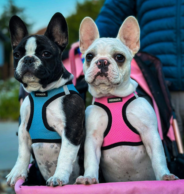 Checkout our fantastic collection of travel products for your pets!